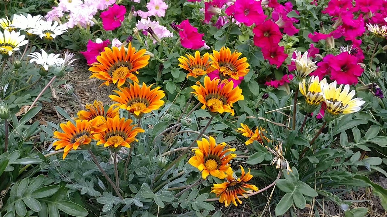 Квітникарі назвали невибагливу квітку для дачі, за якою непотрібен догляд