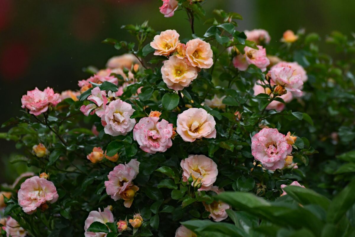 Садівники розповіли, чим підживити троянди напередодні зими Садівники розповіли, чим підживити троянди напередодні зими