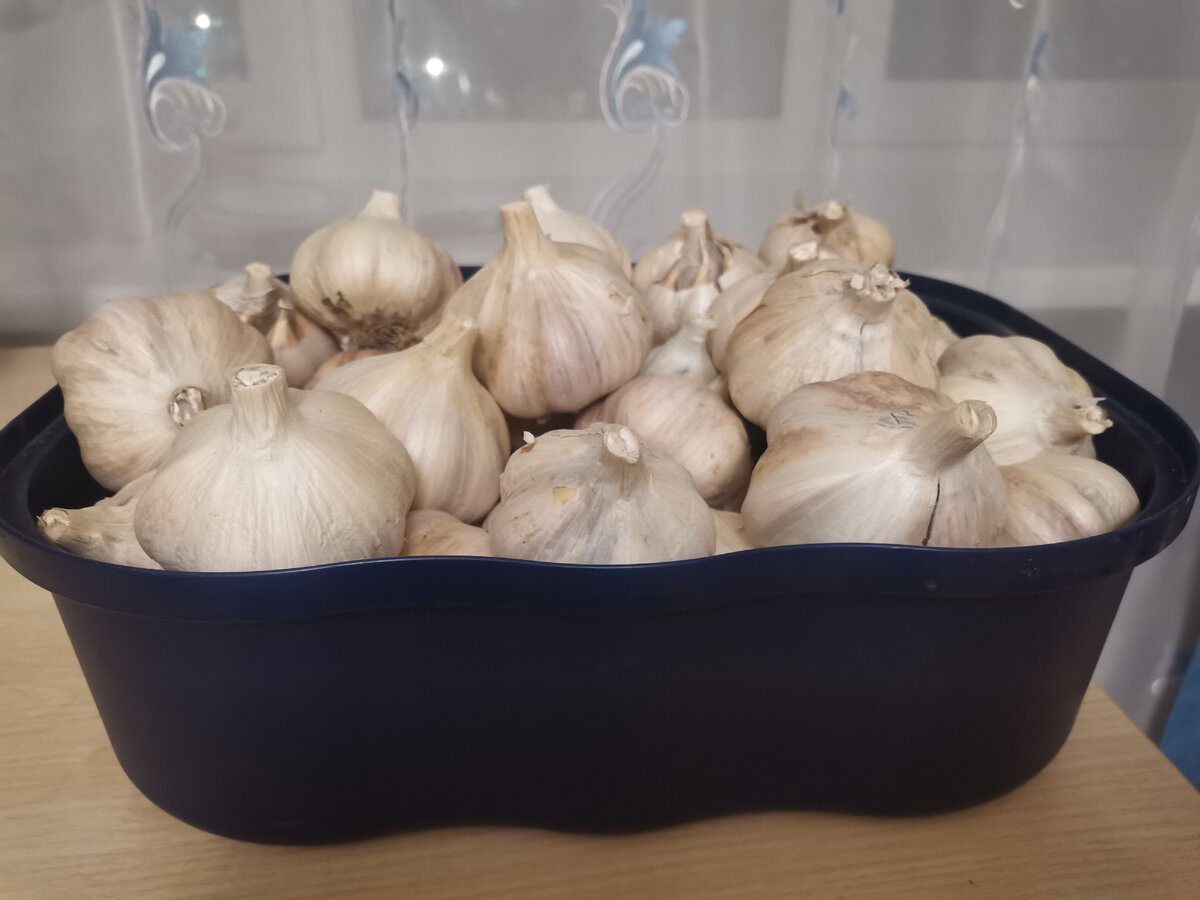 Експерти розповіли, як правильно садити озимий часник