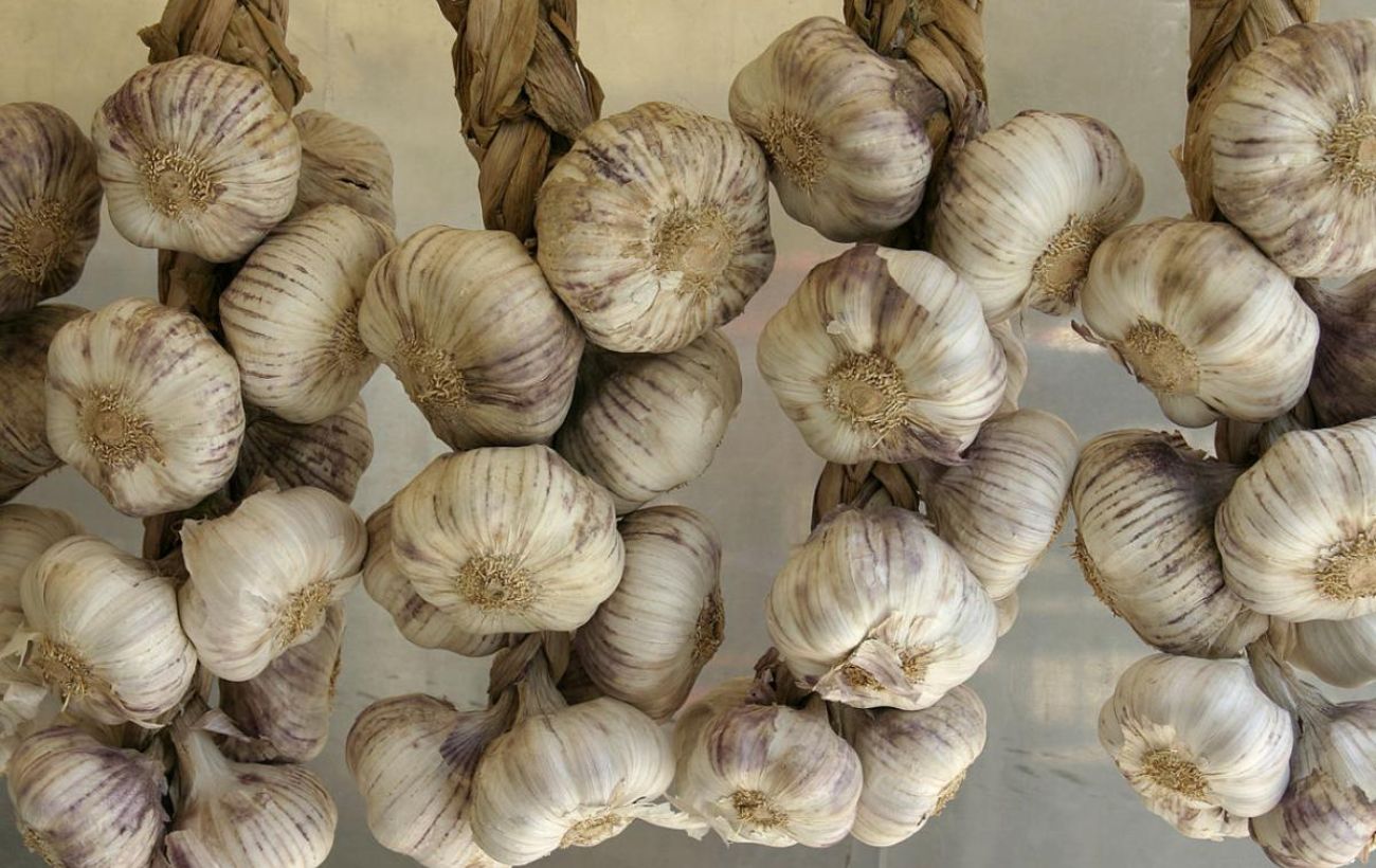 Експерти розповіли, як правильно садити озимий часник