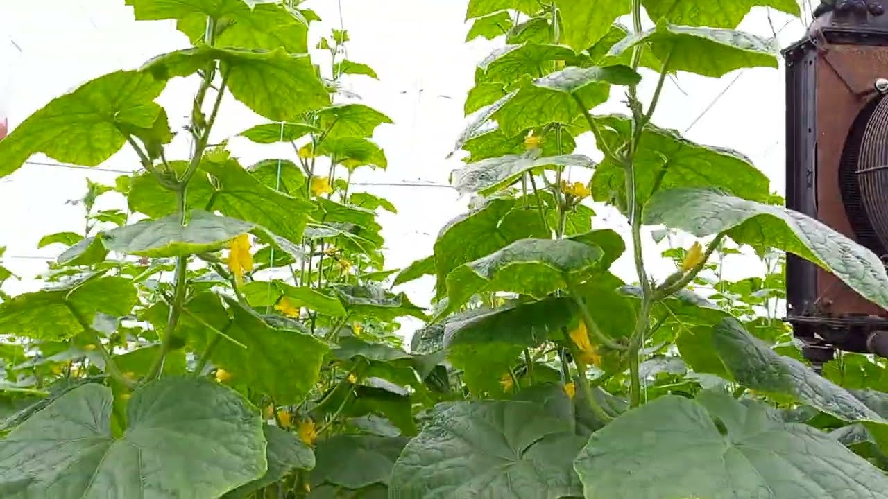 Хрусткий та соковитий сорт огірків Вересень