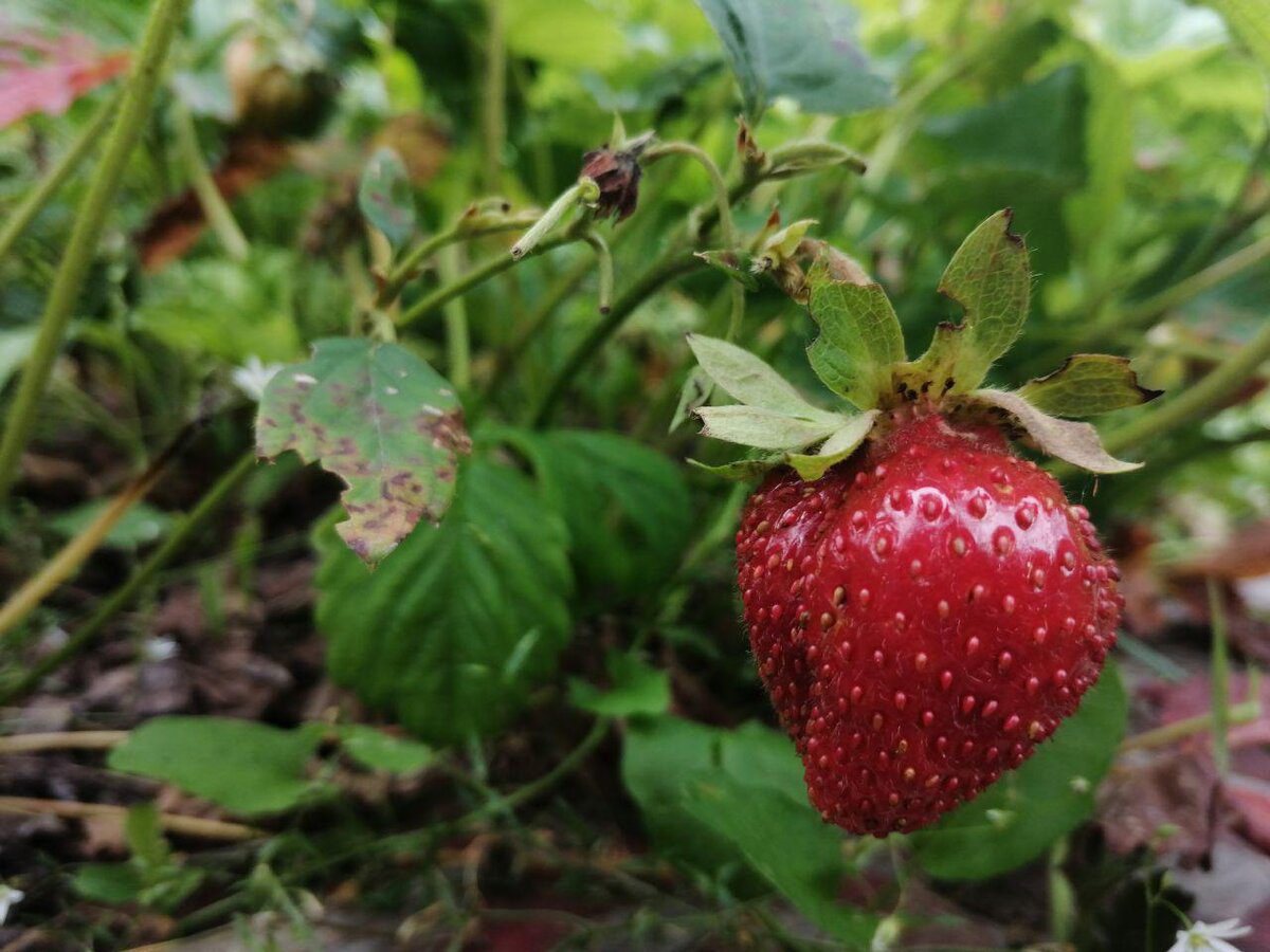 Садівники розповіли, як правильно підживити полуницю, аби кущі не вимерзли за зимовий період