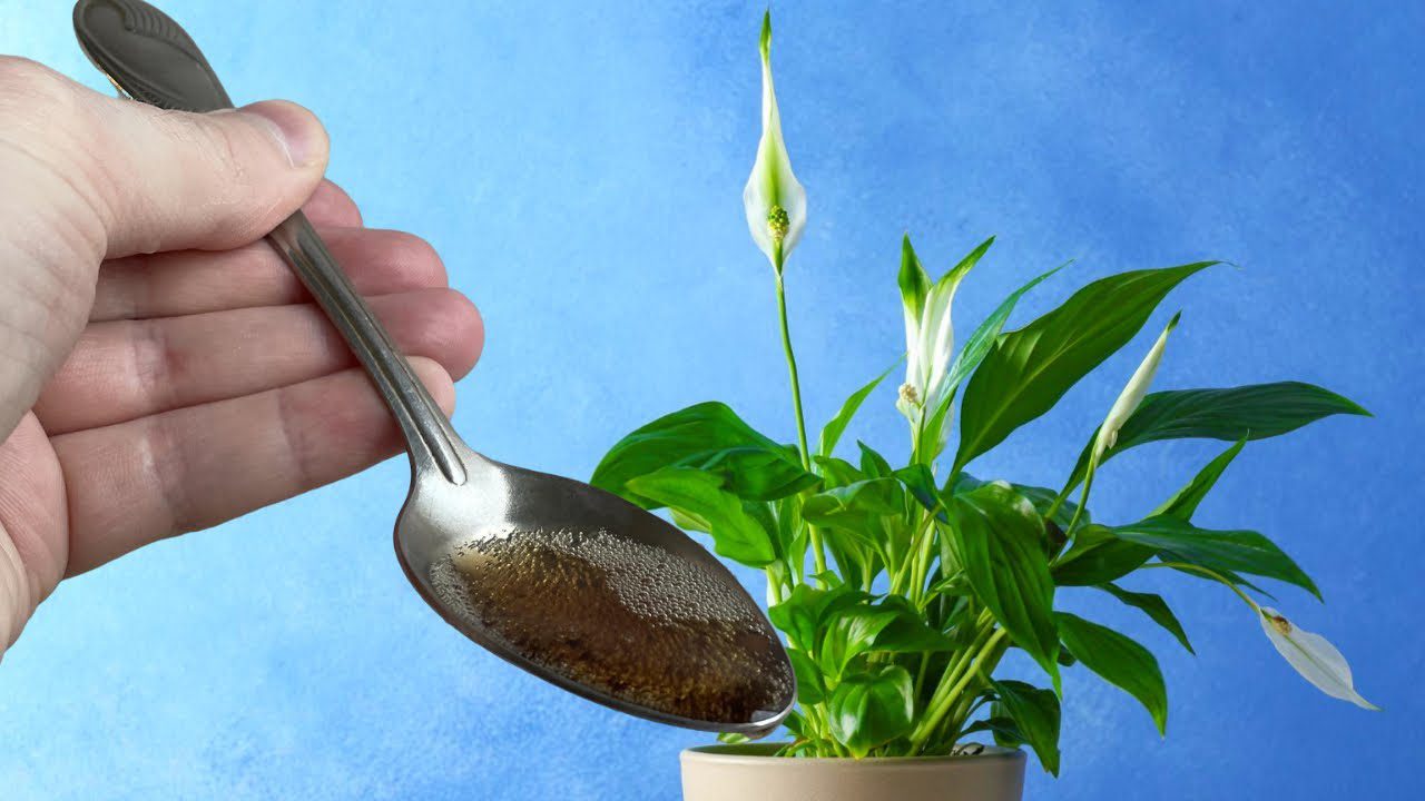 Квітникарі назвали бюджетний варіант підгодівлі для пишного цвітіння спатифілума