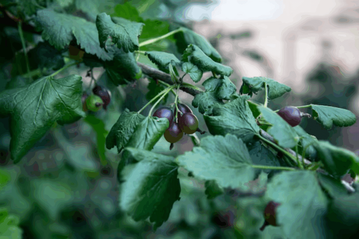 Садівники розповіли, яку ягідну культуру посадити замість смородини й аґрусу
