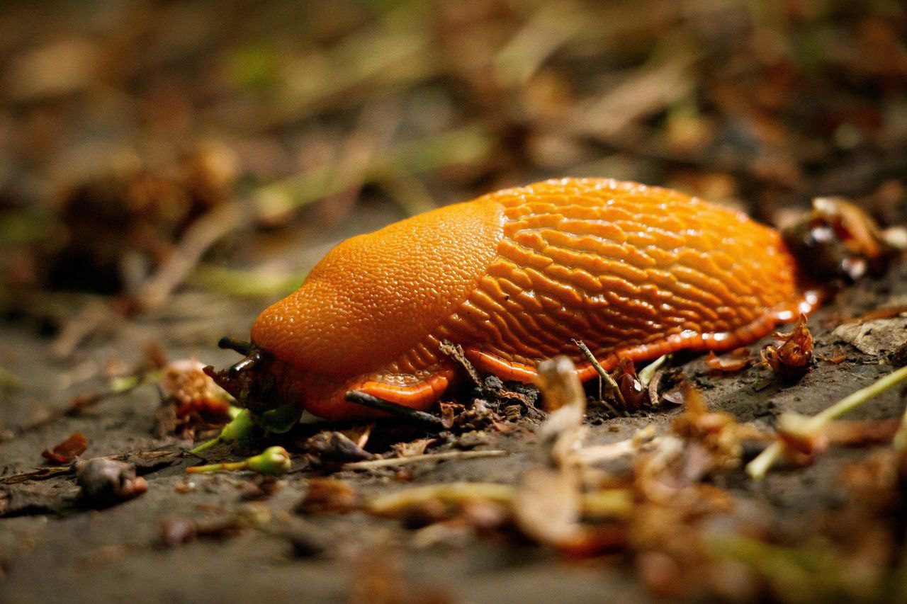 Городники розповіли, як ефективно позбутися усіх слимаків на ділянці