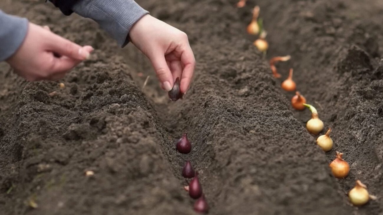 Городники розповіли, чим підживлювати озиму цибулю 