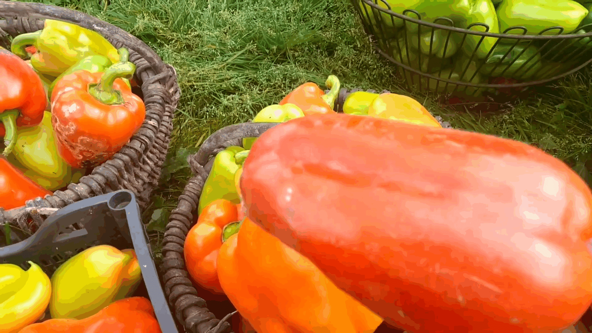 Експерти розповіли про найкращі гібриди болгарського перцю