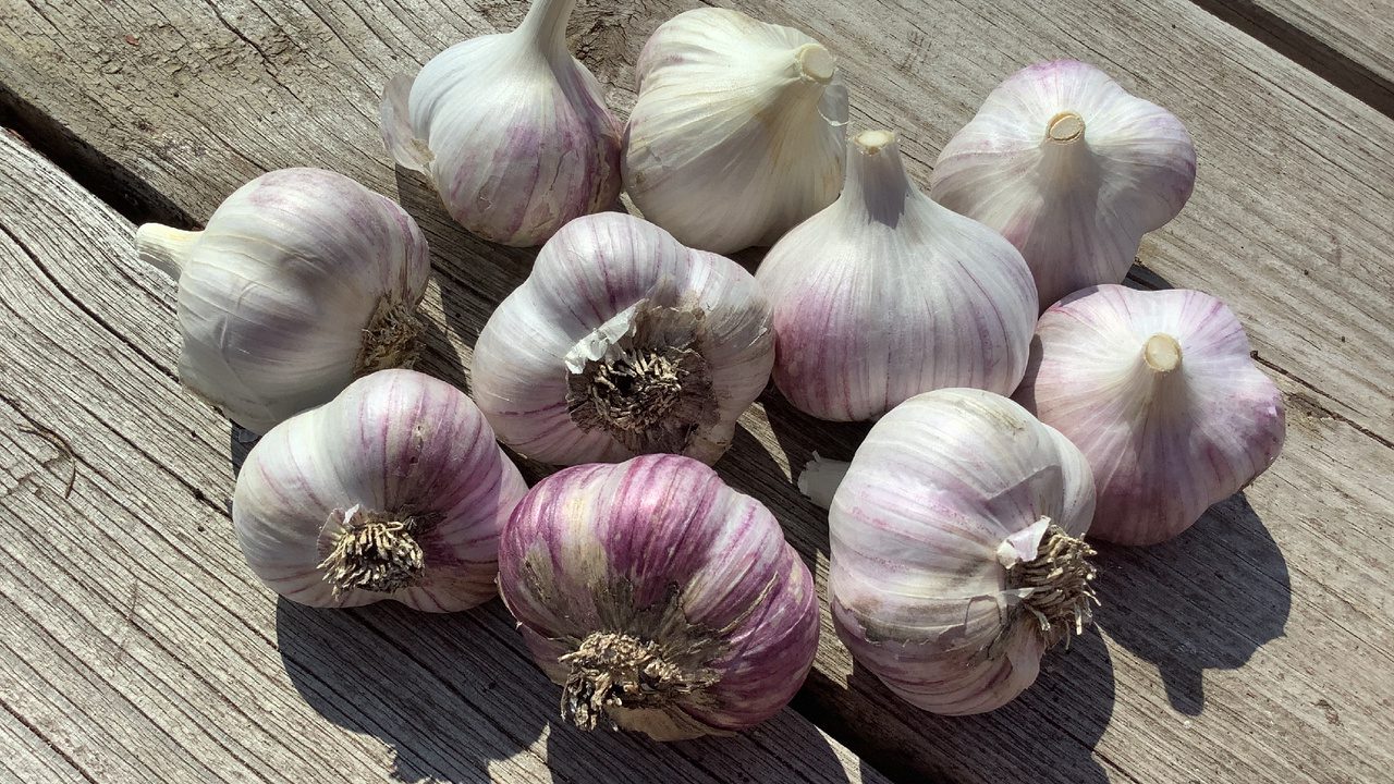 Експерти розповіли, як правильно підготувати грядку для посадки часнику
