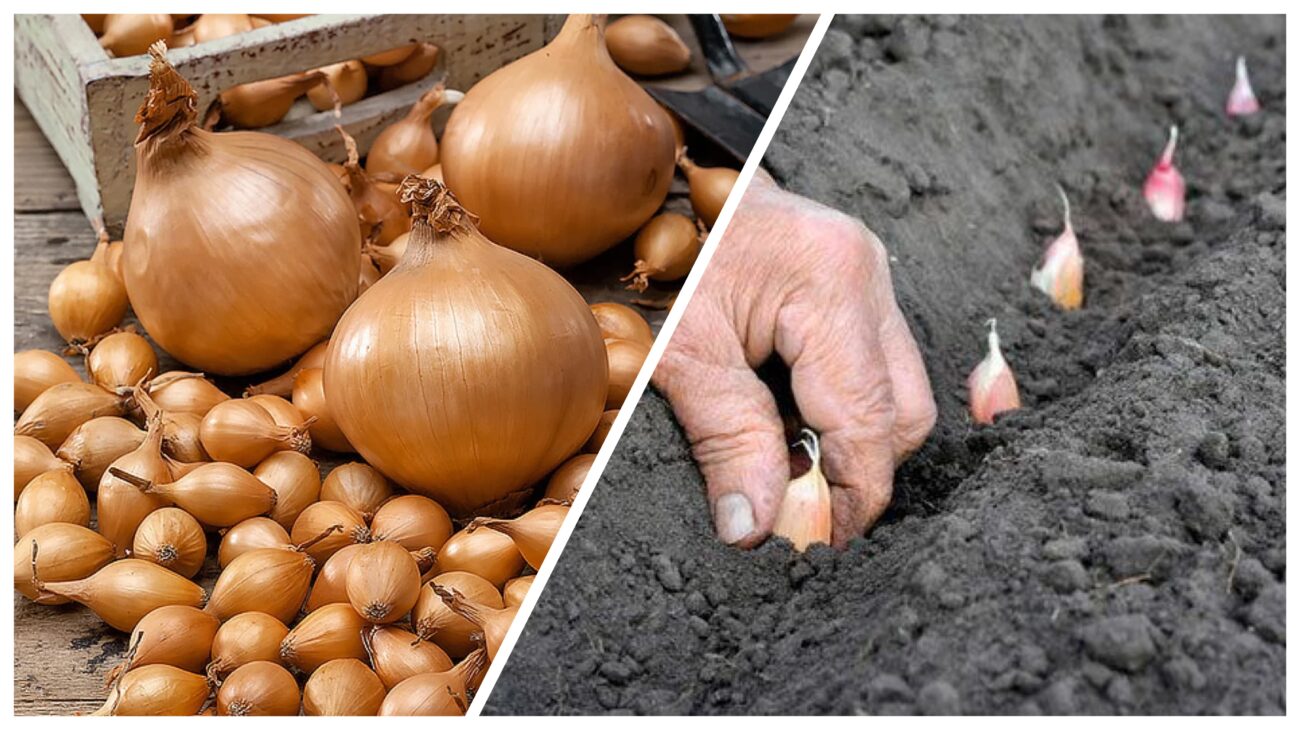 Городники розповіли, яке бюджетне добриво ефективно спрацює для озимої цибулі