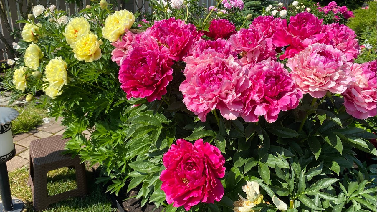 Городники розповіли, що закопати восени у клумбу для пишного цвітіння квітів навесні