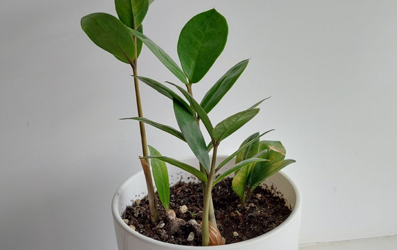 Яке добриво допоможе заміокулькасу рости