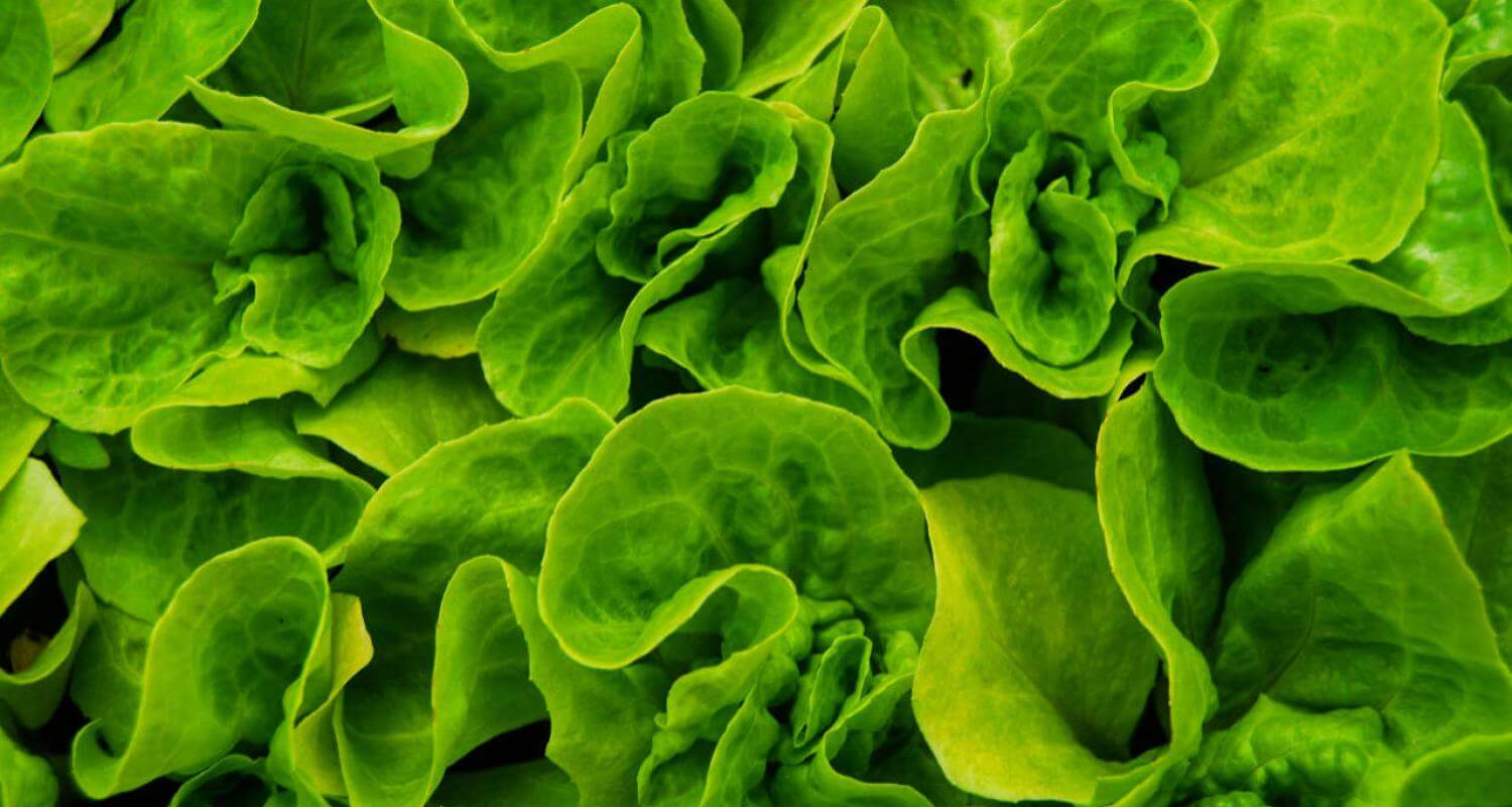 5 порад, як зберегти салат свіжим довше — поради експерта з безпеки харчів Салат