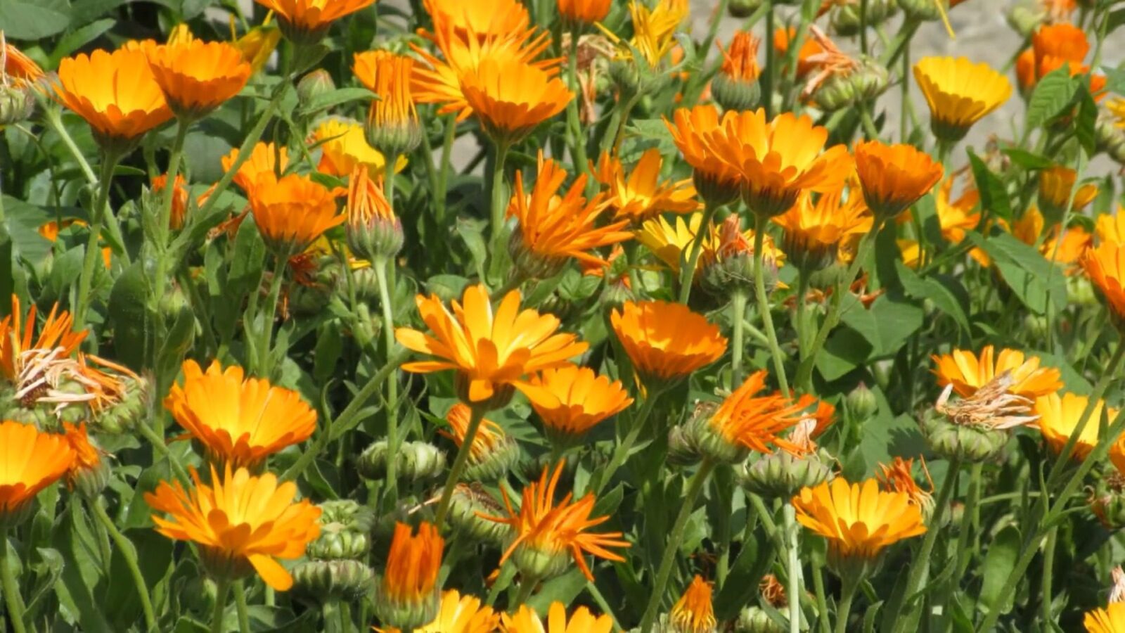 Експерти розповіли, які однорічні рослини варто посадити у 2026 році