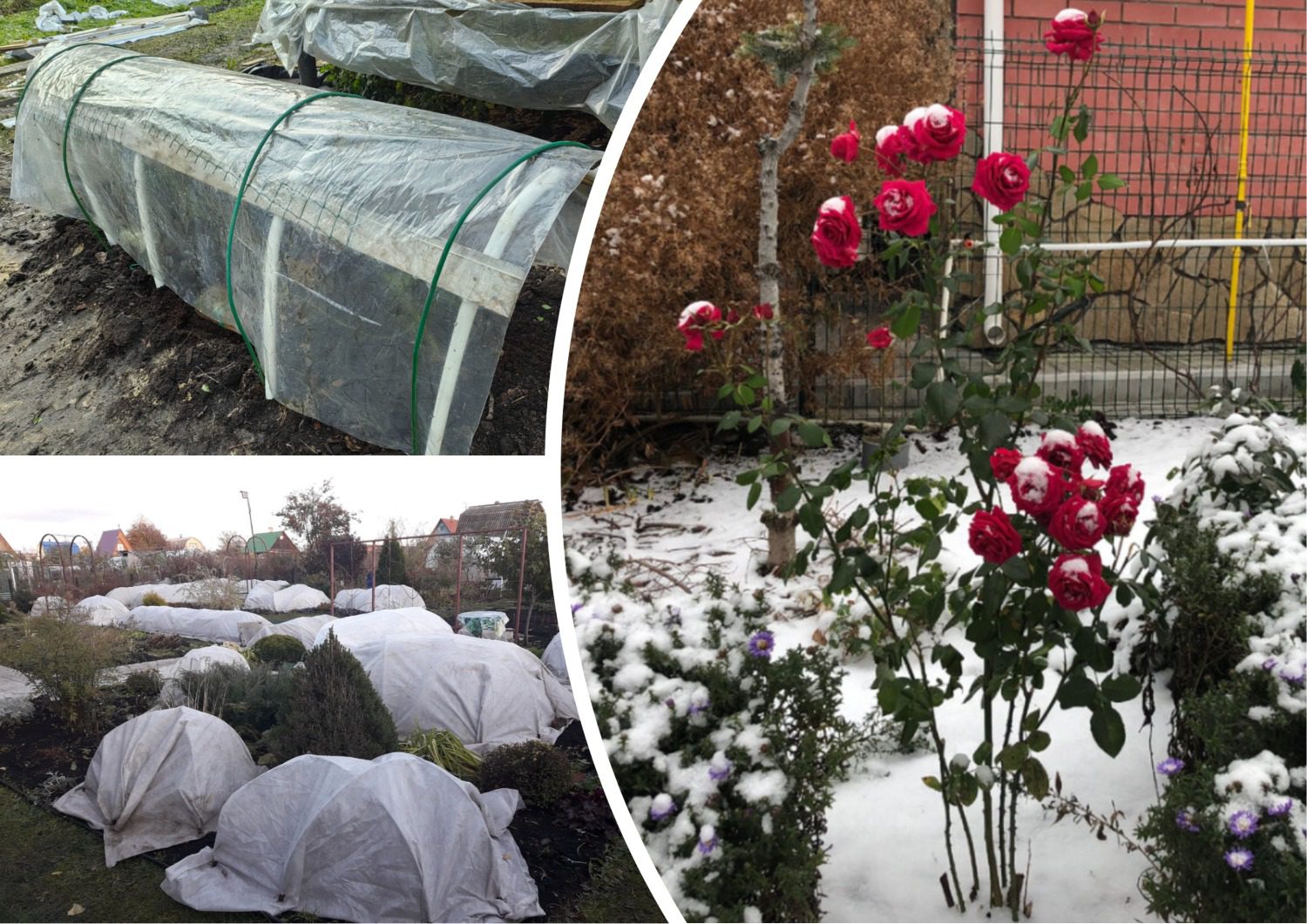 Як не можна укривати троянди на зиму Як не можна укривати троянди на зиму