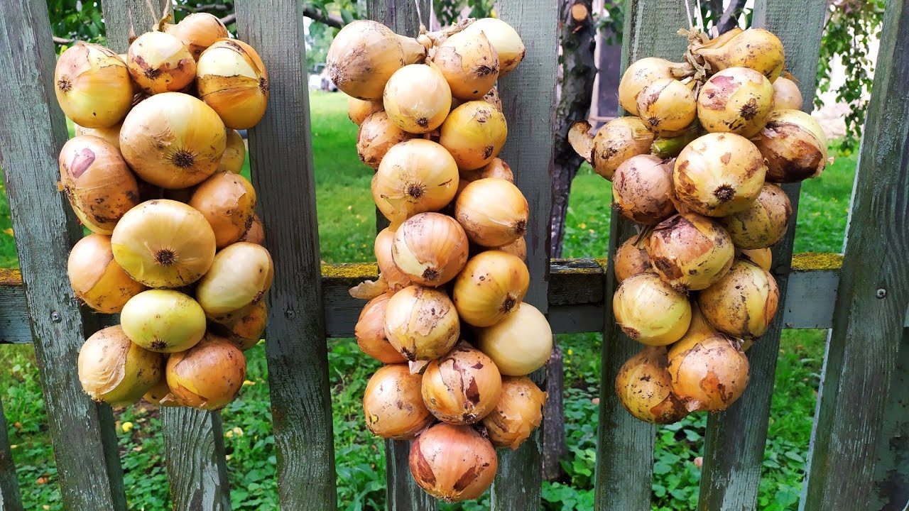 Як зберігати цибулю в погребі, щоб вона не проростала