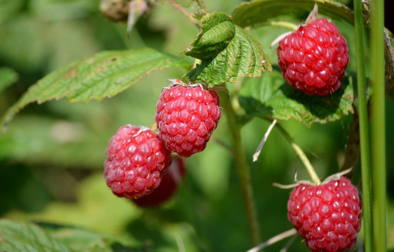 Садівники розповіли, що слід внести під кущі малини напередодні зими