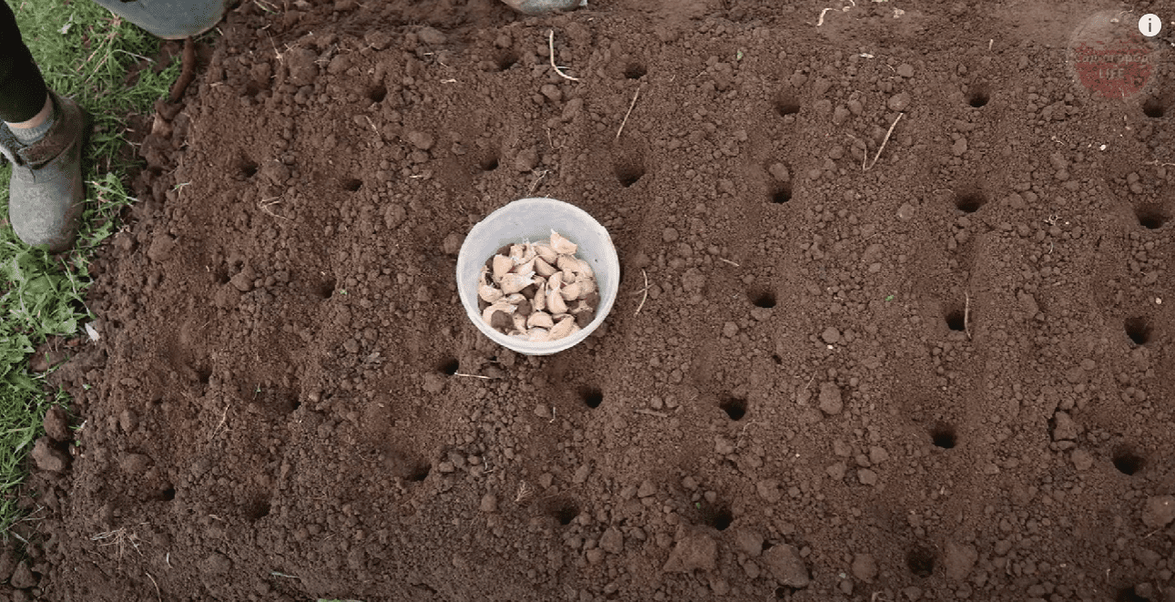 Городниця розповіла, що треба зробити з часником перед посадкою