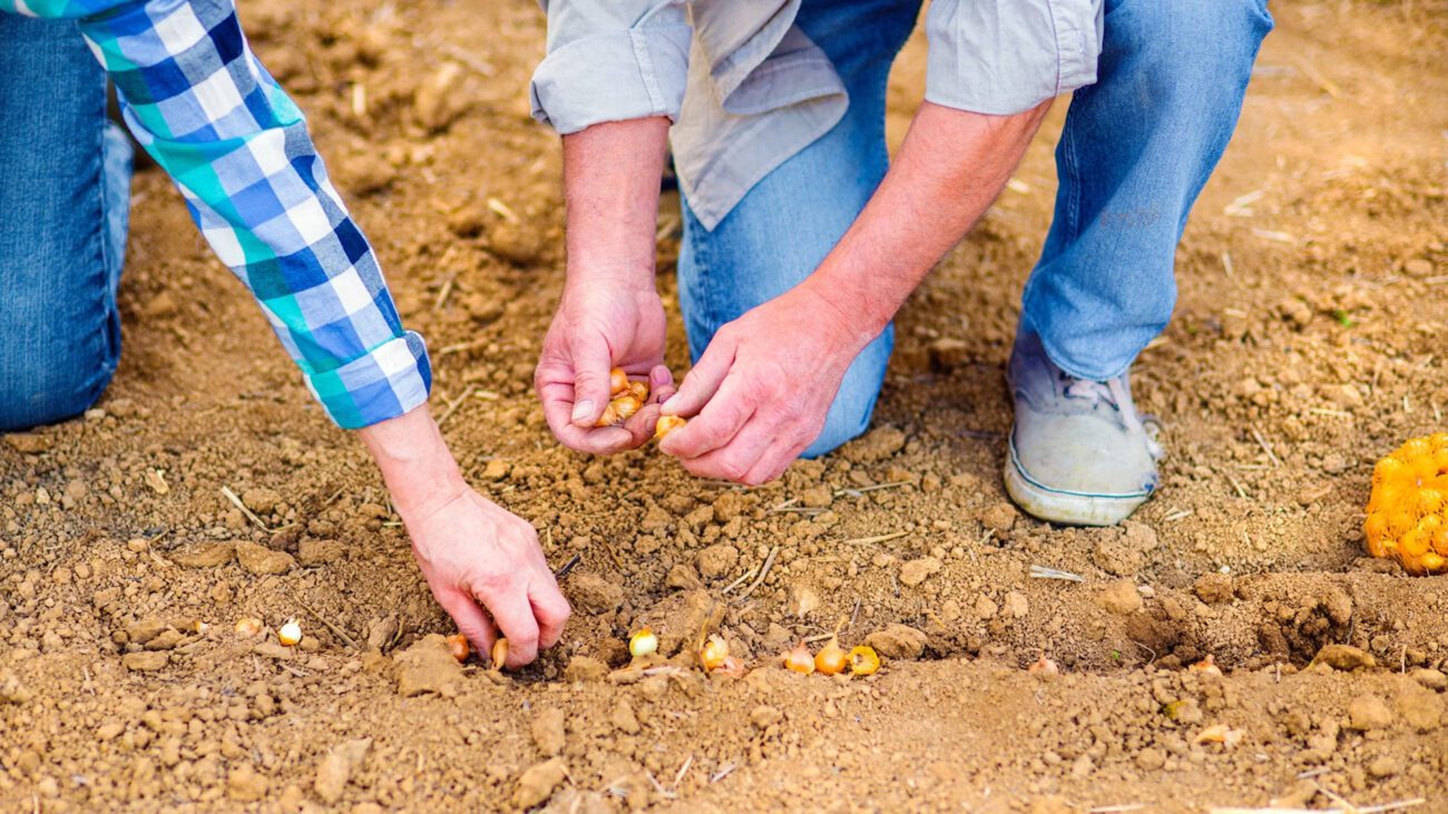 Городники порадили найкращі дні у жовтні-листопаді для посіву моркви й цибулі