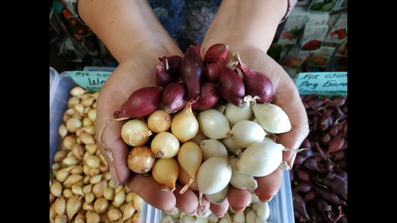 Секретний прийом для посадки озимої цибулі