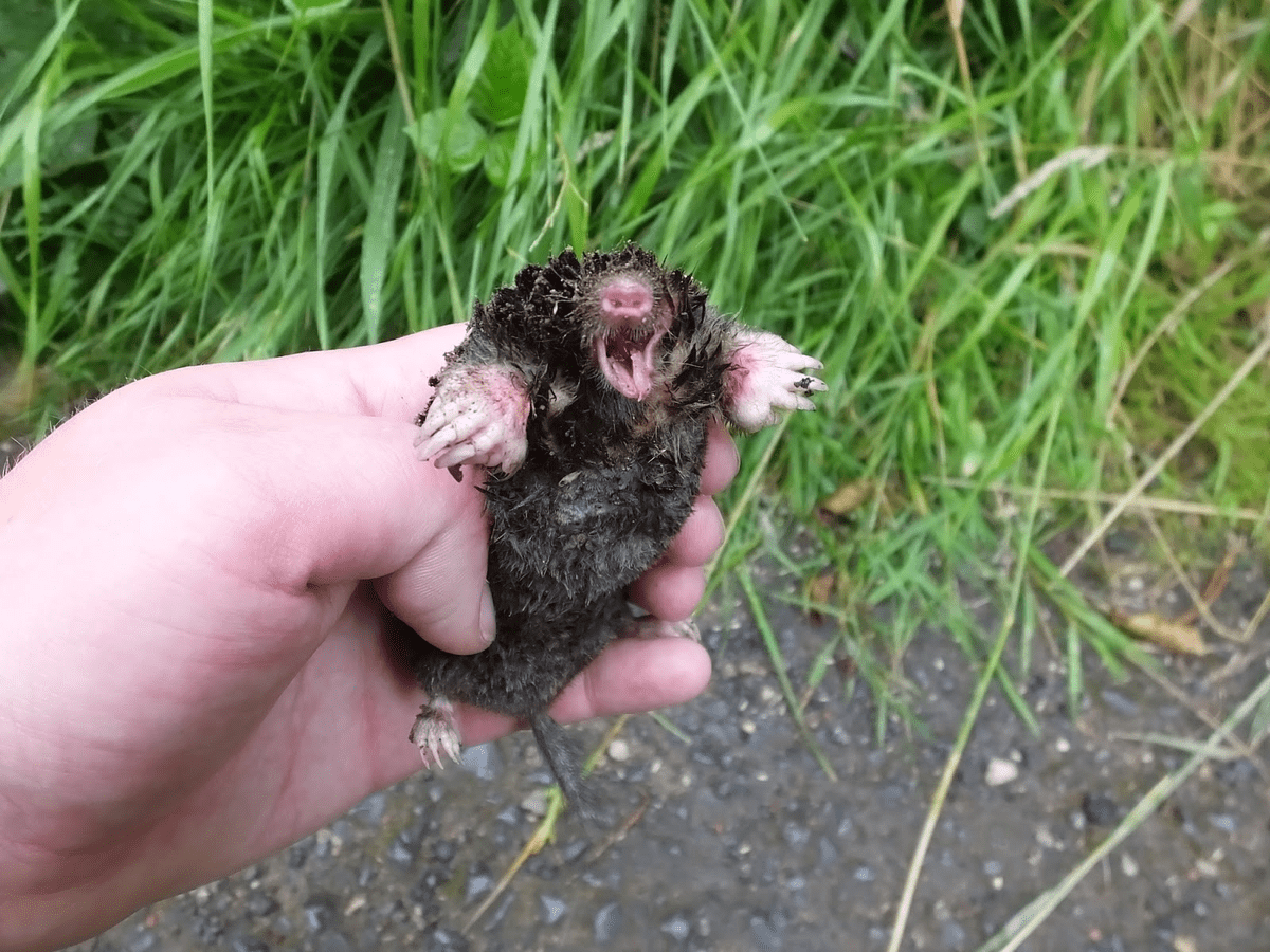 Експерти розповіли про доступний і гуманний спосіб, який допоможе позбутись від кротів на ділянці