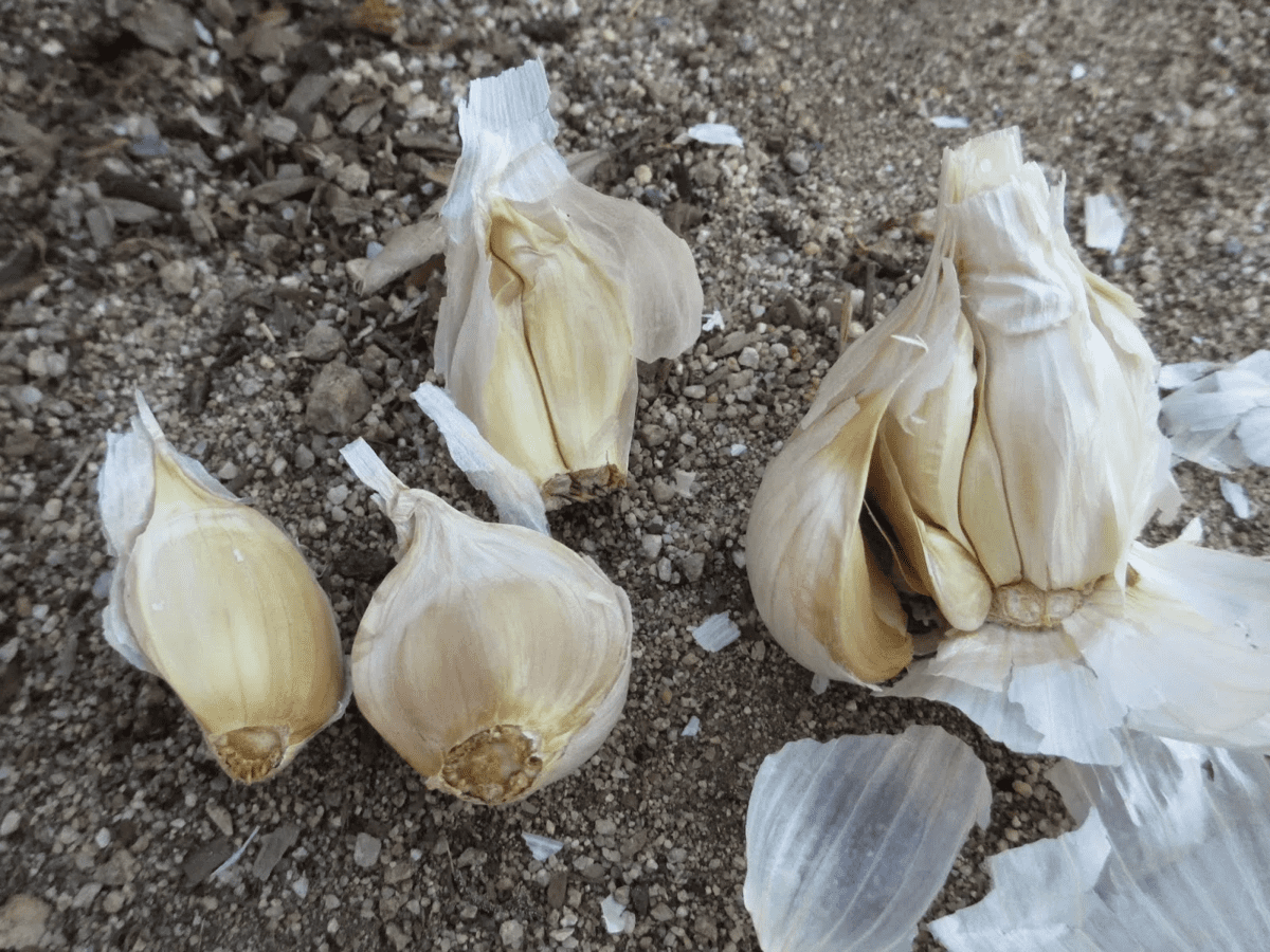 Експерти розповіли, як швидко та легко посадити часник на ділянці за допомогою пляшки