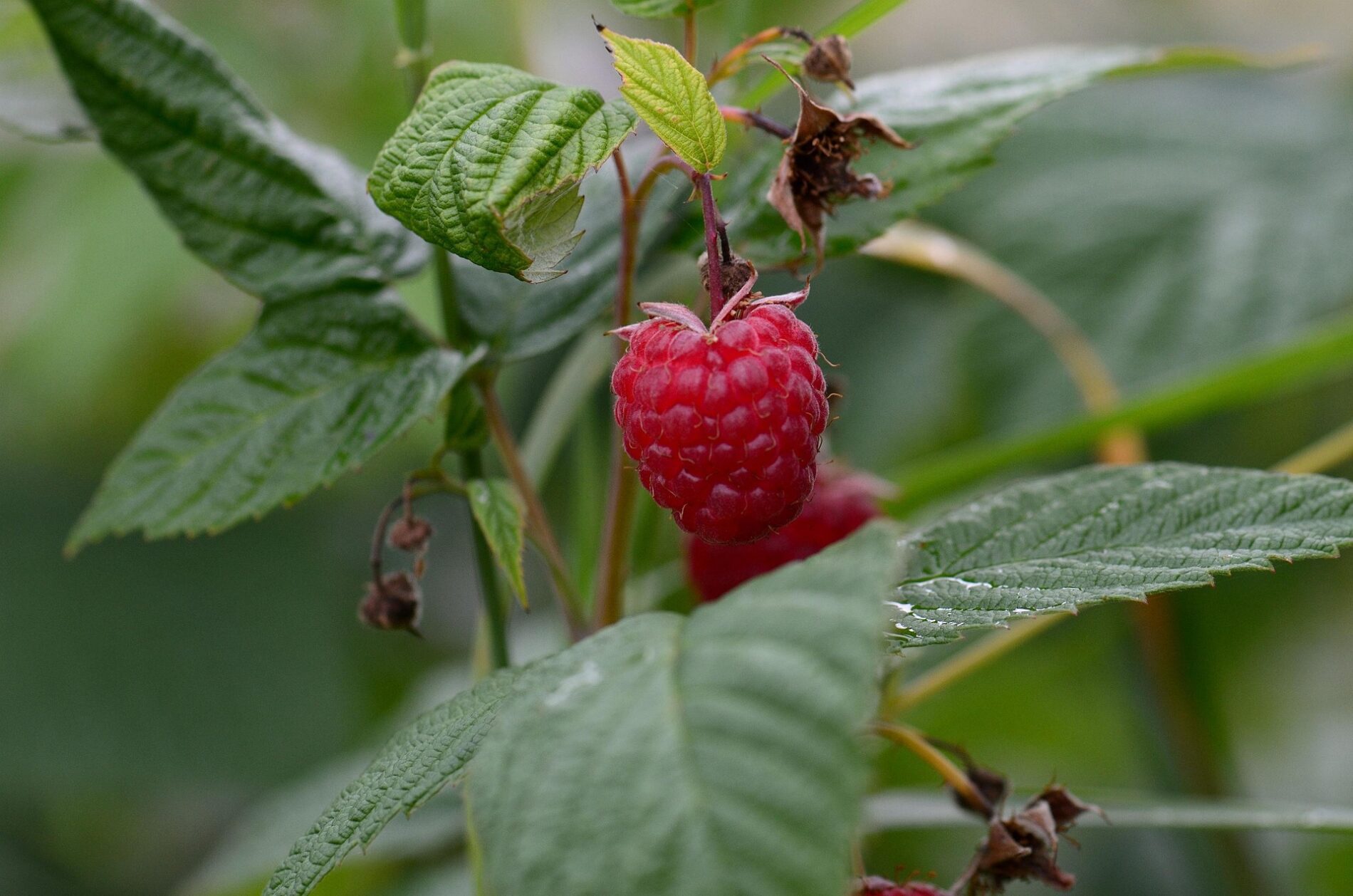 Експерти розповіли, як правильно посадити ремонтантну малину восени Експерти розповіли, як правильно посадити ремонтантну малину восени