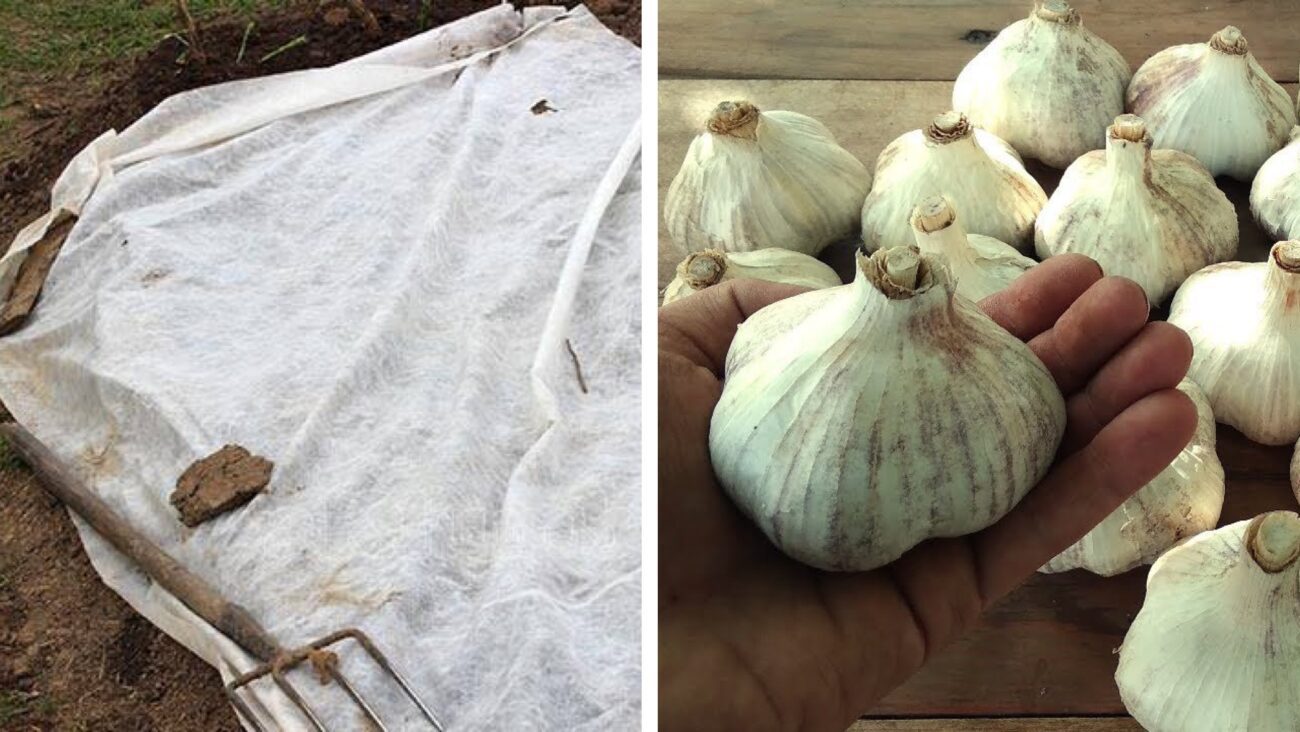 Городники розповіли, як підготувати грядку для озимого часнику, якщо йдуть дощі 