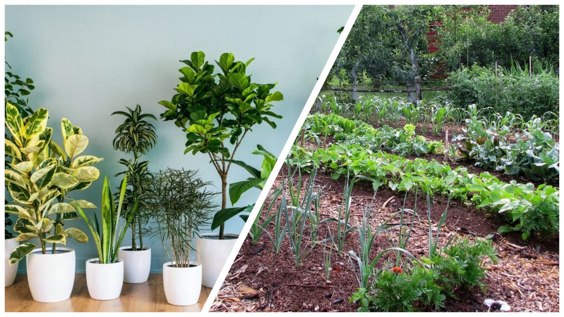 Городники розповіли, як зробити натуральний розчин для поливу квітів Городники розповіли, як зробити натуральний розчин для поливу квітів