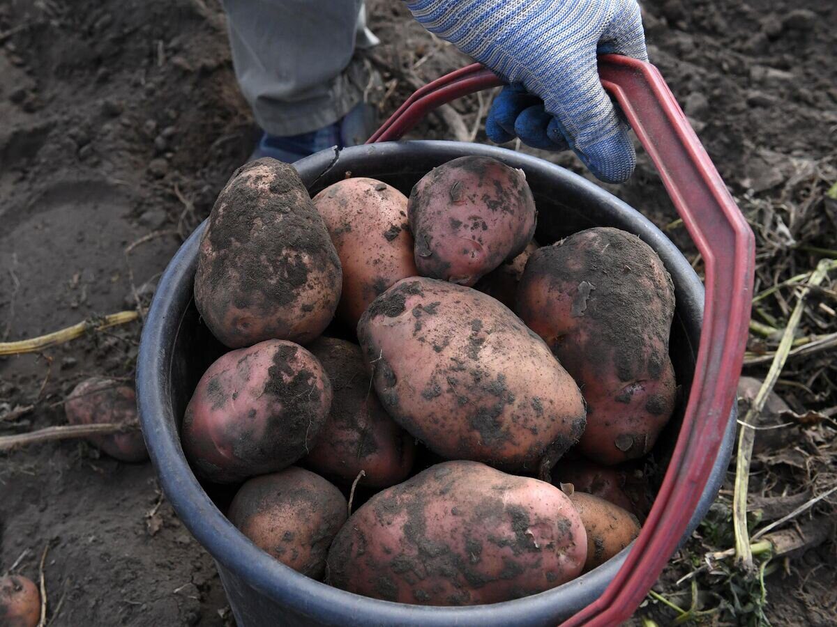Городники розповіли, чим підживлюють грядки восени для щедрого врожаю картоплі