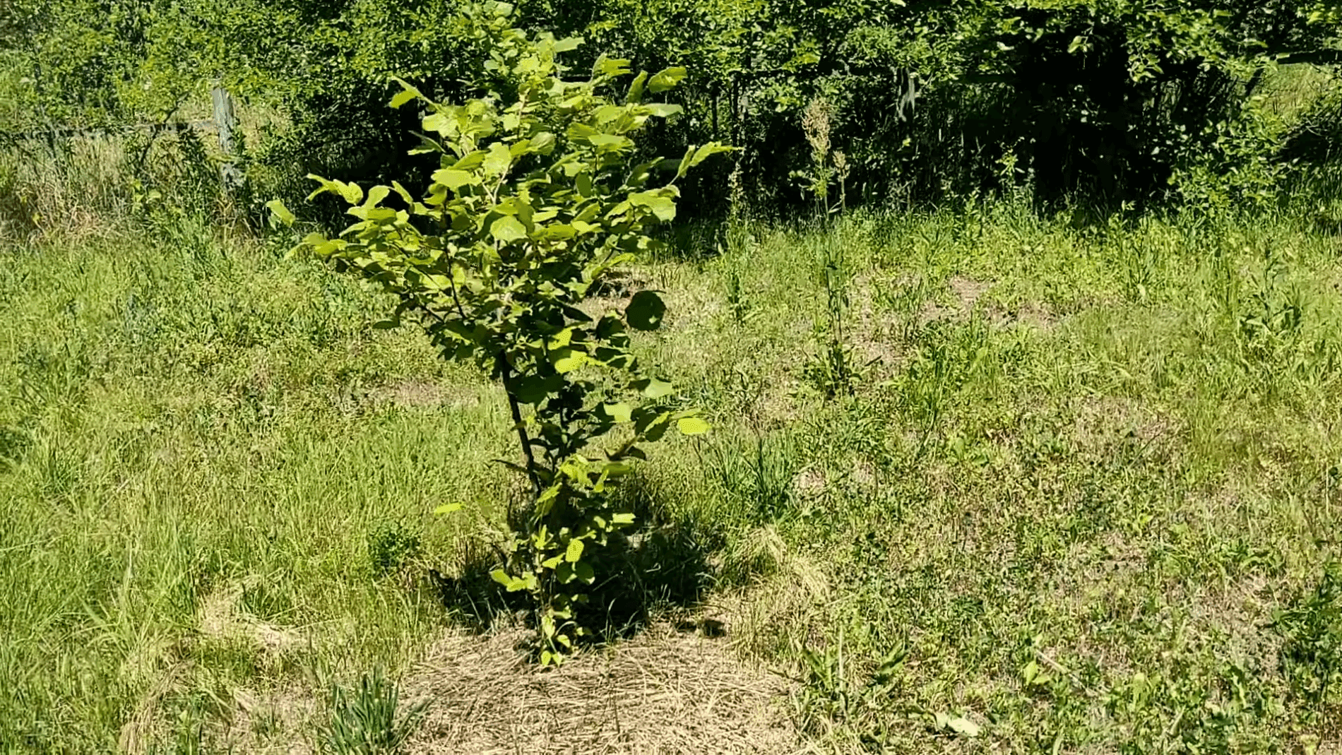 Експерти розповіли, як правильно обирати посадковий матеріал восени