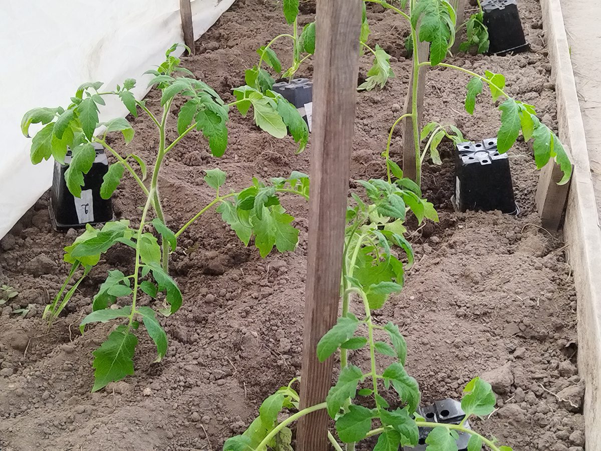 Городники розповіли, як зробити добриво з картопляних очисток 