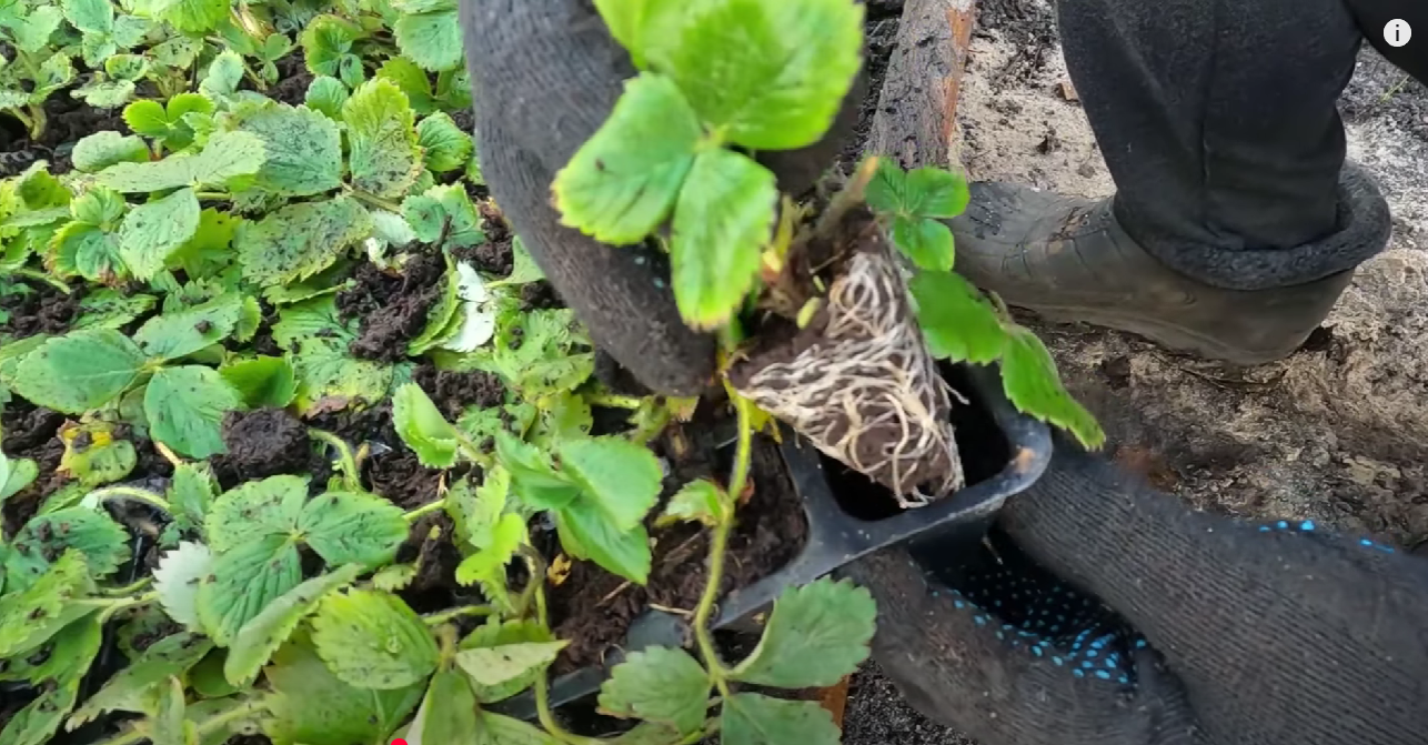 Городник розповів усі тонкощі жовтневої посадки полуниці у 2025 році