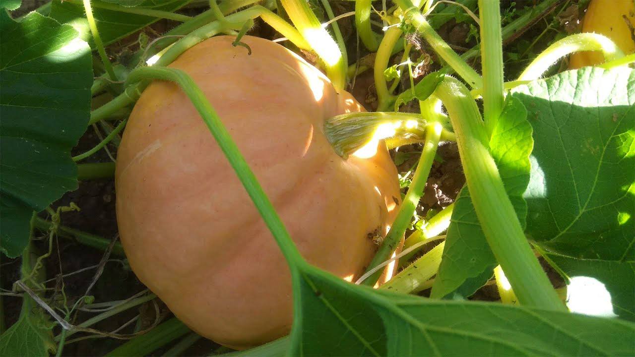 Експерти розповіли, як правильно зібрати гарбузи