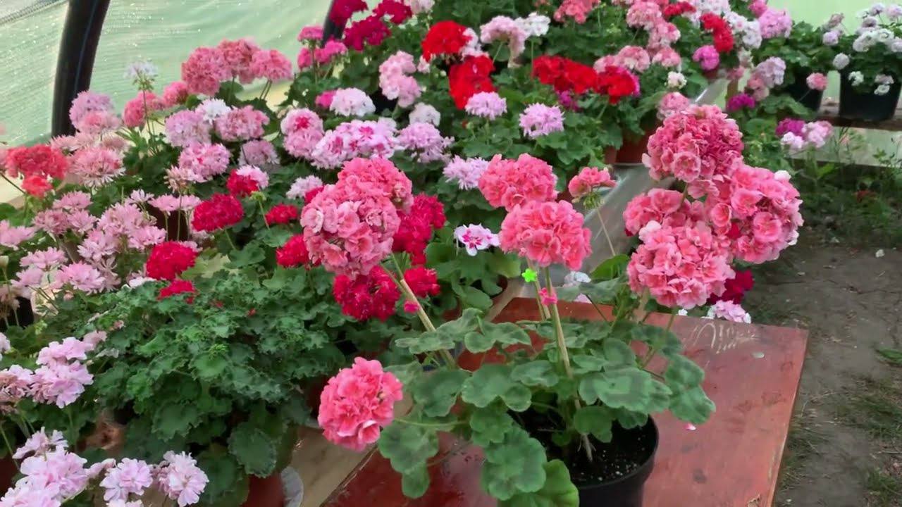 Квітникарі назвали 3 засоби після, яких герань видаватиме квітки одна за одною