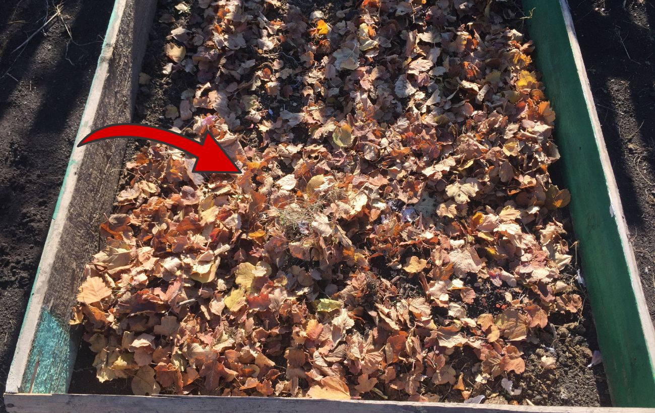 Як приготувати компост із листя Як приготувати компост із листя