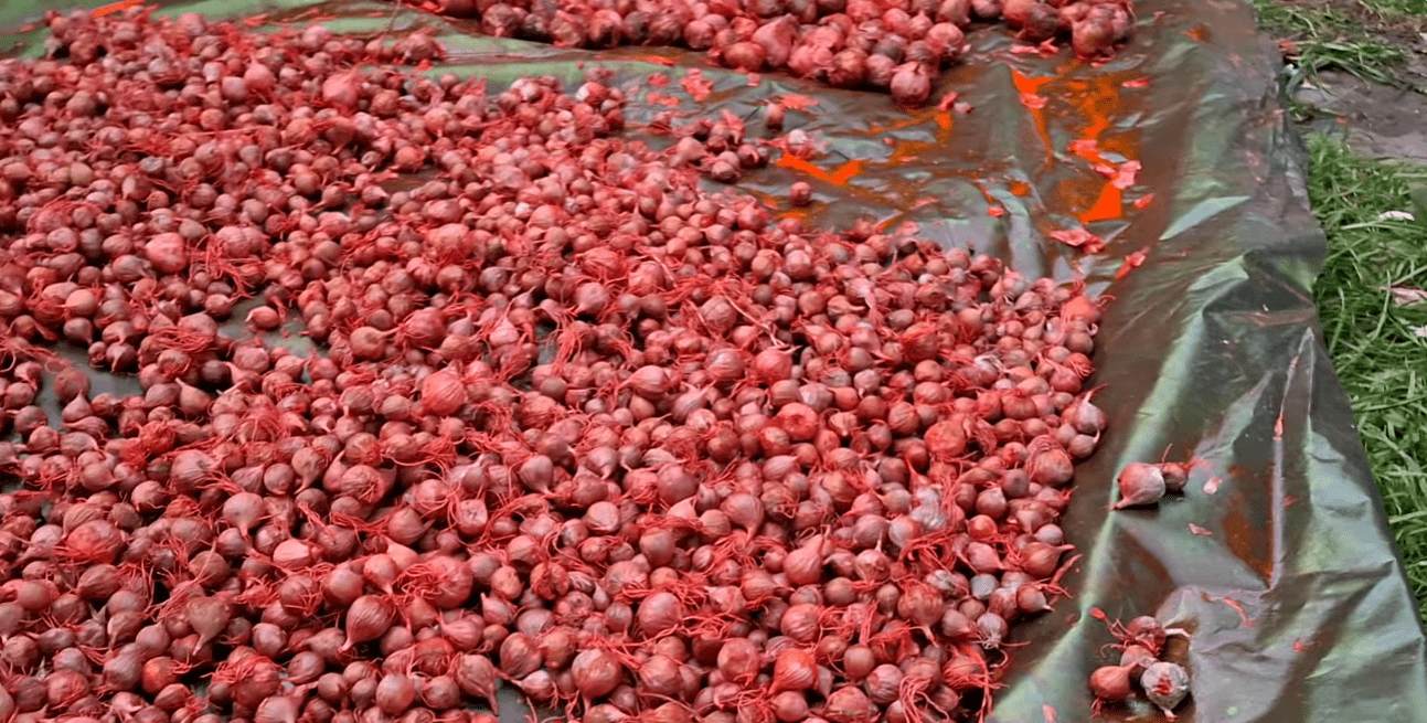 Фермери розповіли, як правильно підготувати насіння часнику до посадок