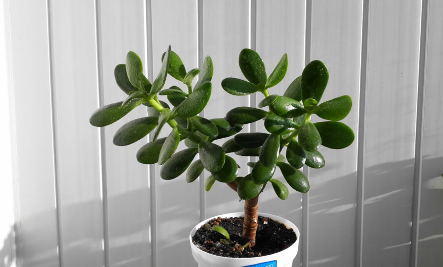 Квітникар розповів, як потрібно підживлювати грошове дерево 