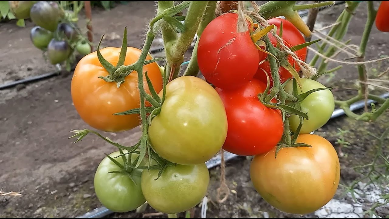 Городники розповіли, які два добрива збільшать врожайність томатів в рази