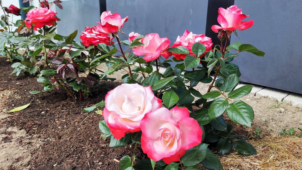 Експерти розповіли про осіннє живцювання троянд  