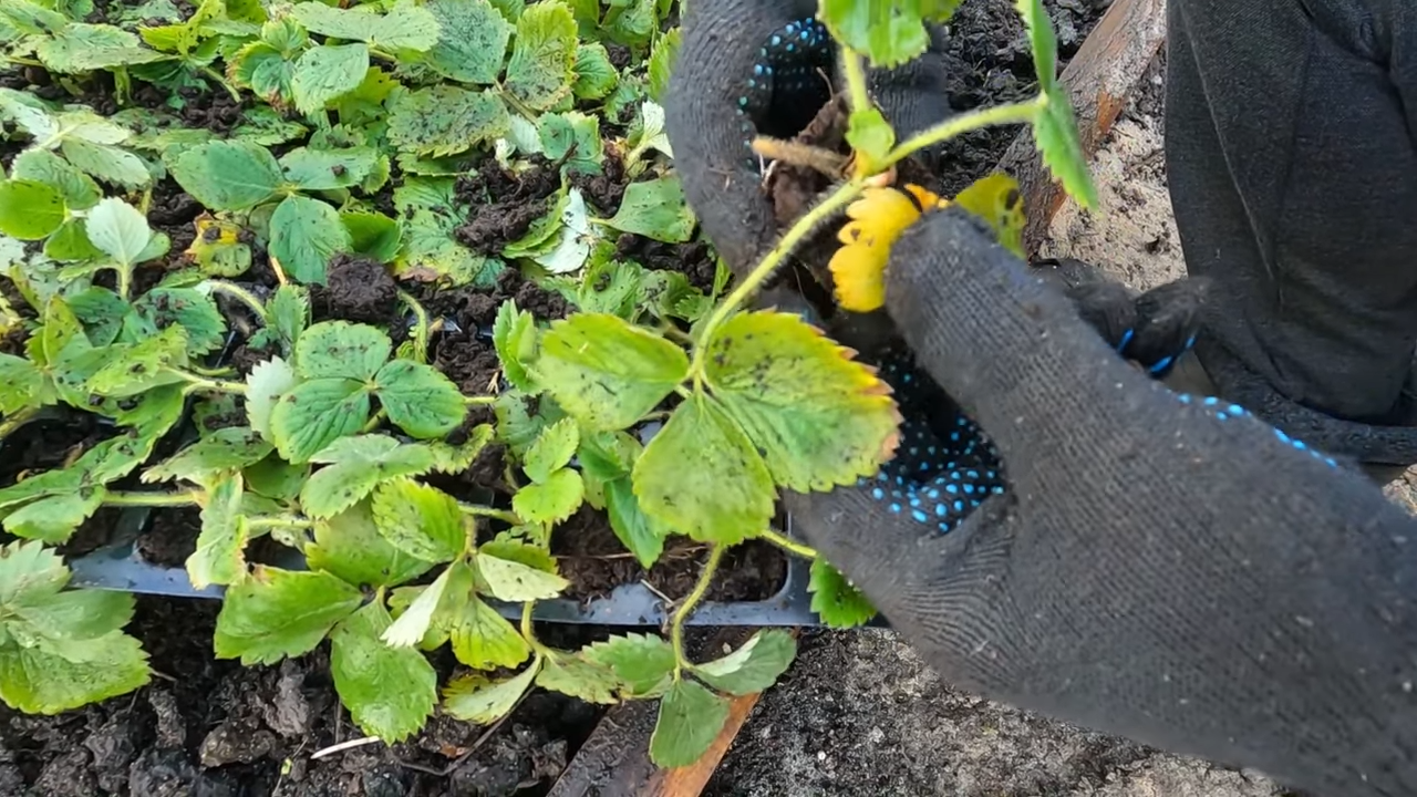 Садівники дали поради щодо осінньої посадки полуниці