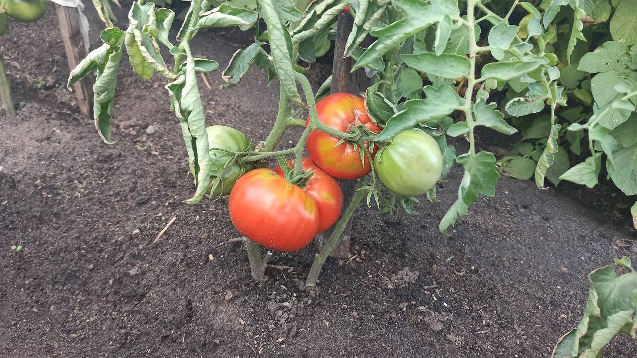 Городники розповіли, чому томати ростуть краще, якщо рідше їх поливати