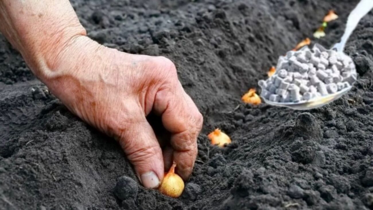 Городники назвали три найпоширеніші помилки під час посадки озимих культур