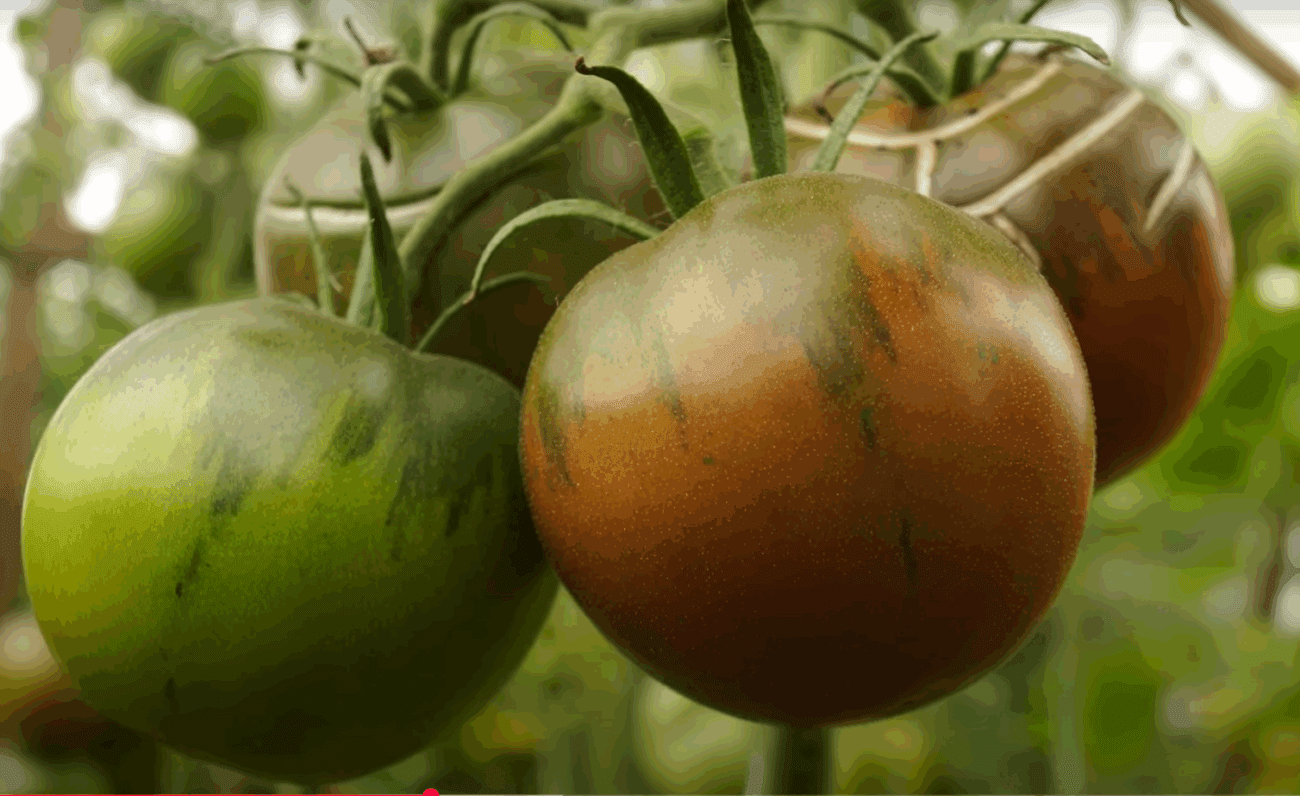 Експерти назвали найсмачніший сорт помідорів, який родить в Україні
