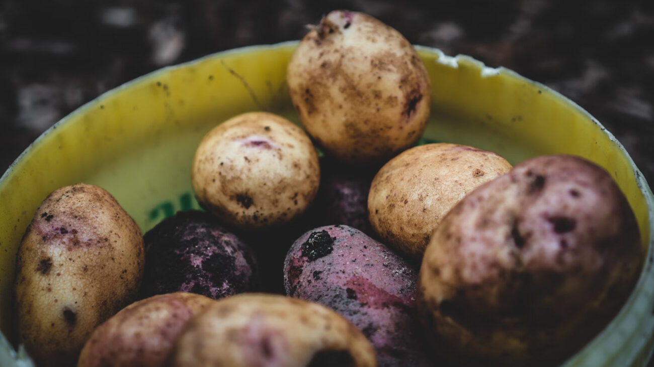 Аграрії назвали культури, що поставлять рекорд урожайності у 2026 році