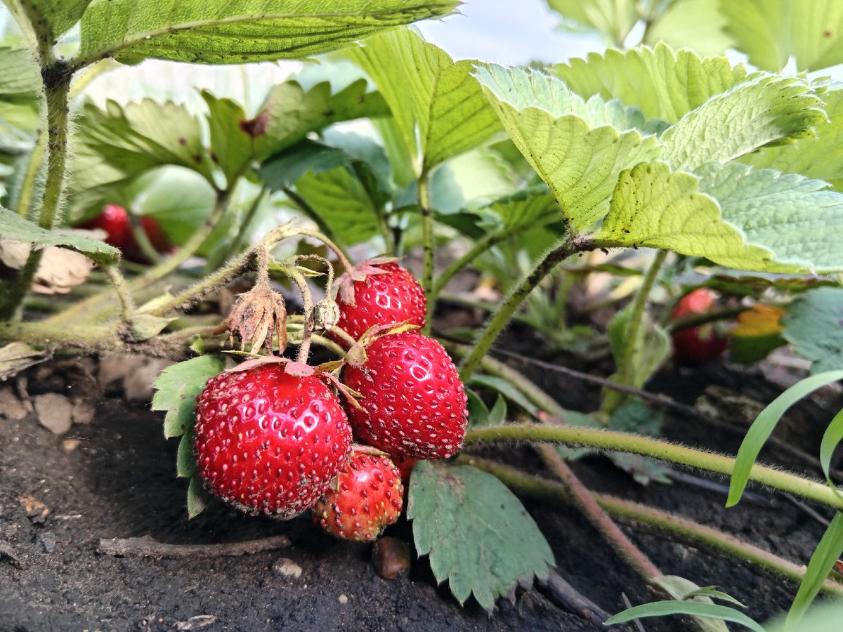 Садівники поділилися перевіреним методом посадки полуниці восени