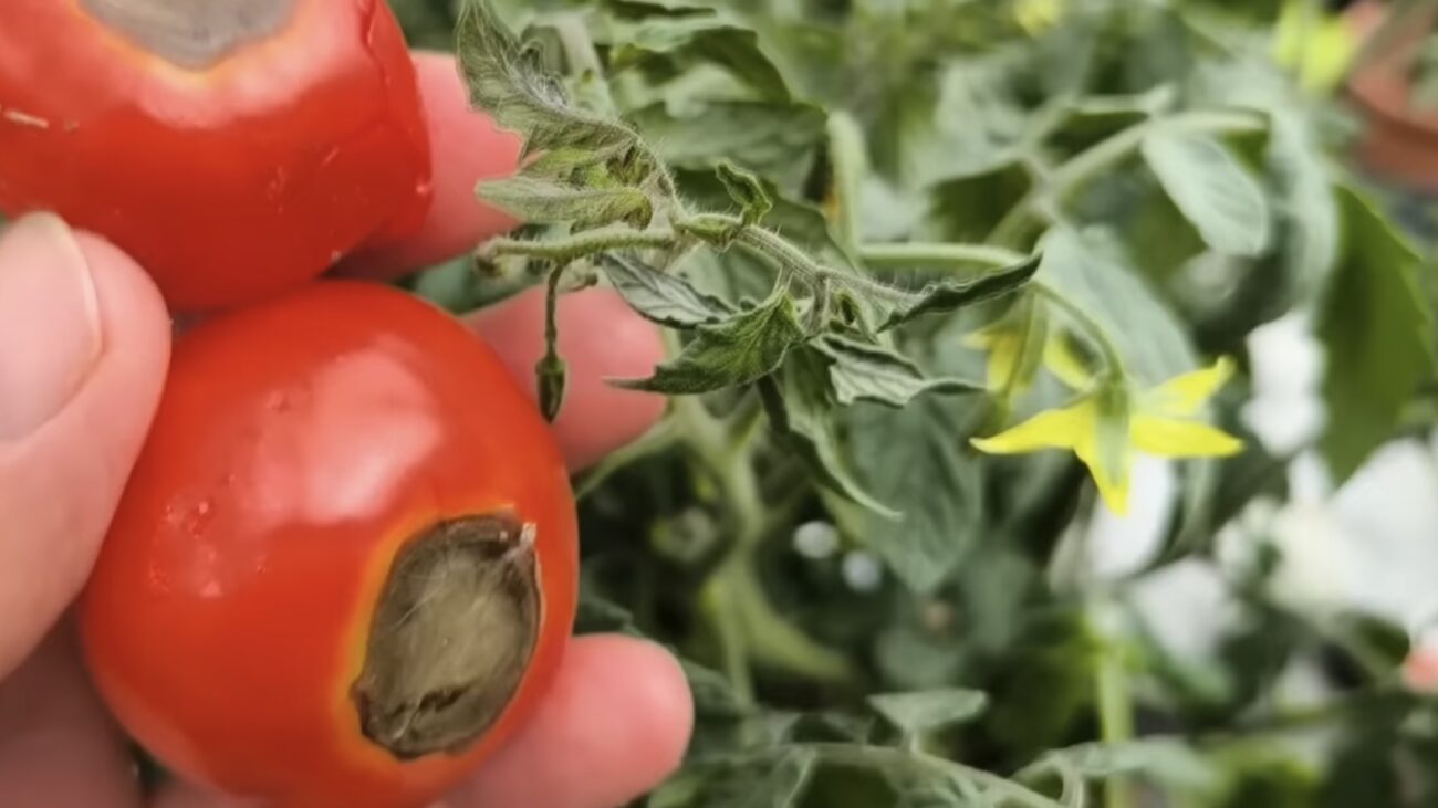 Городники розповіли, навіщо восени закопувати стиглі томати в ґрунт Городники розповіли, навіщо восени закопувати стиглі томати в ґрунт