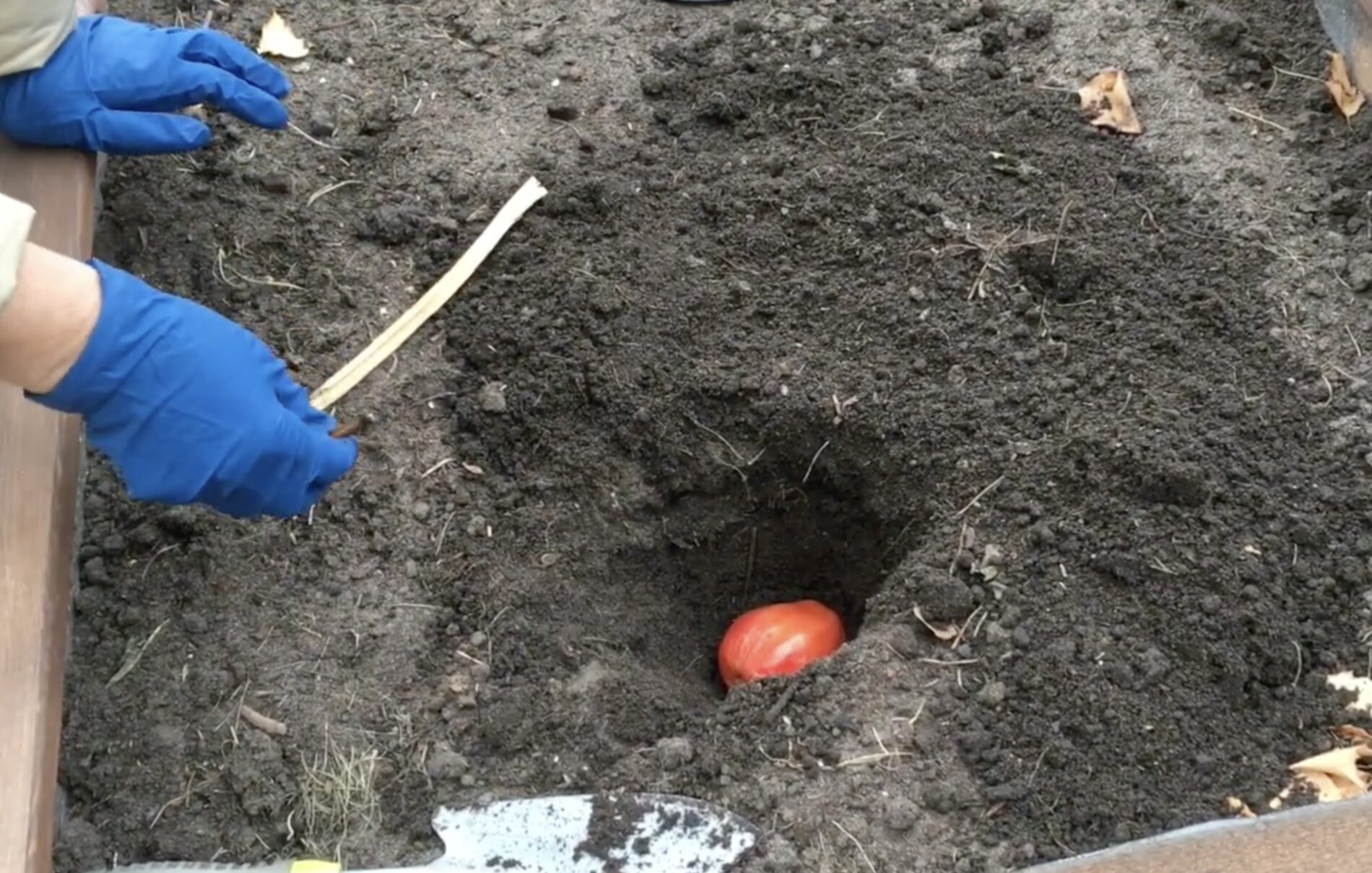 Городники розповіли, навіщо восени закопувати стиглі томати в ґрунт Городники розповіли, навіщо восени закопувати стиглі томати в ґрунт