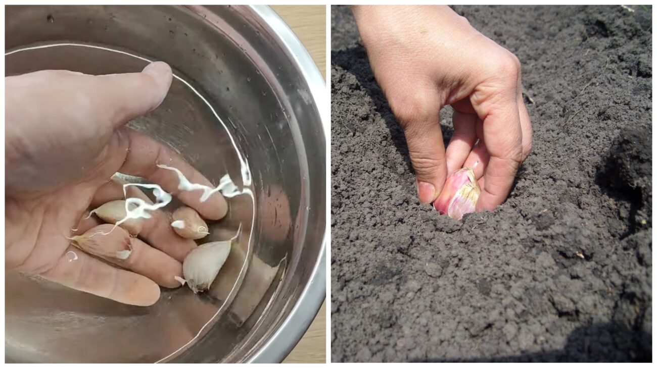 Городники розповіли, у чому не можна замочувати озимий часник 