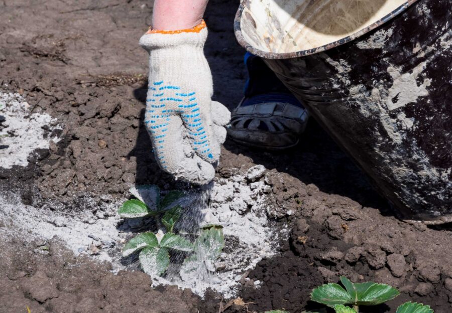 Городники розповіли, яким добривом можна замінити перегній 