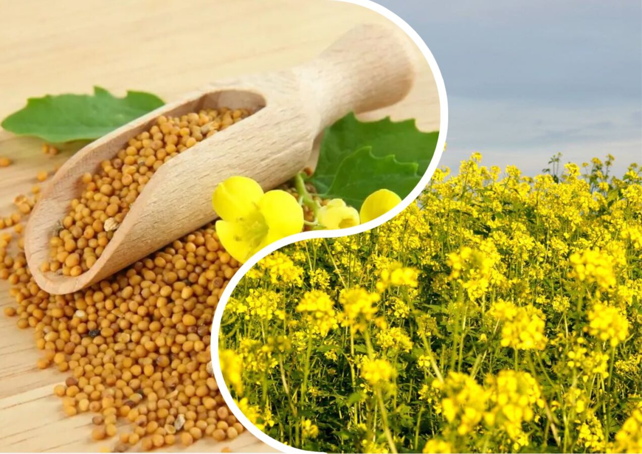 Городники розповіли, які сидерати не треба садити на городі 